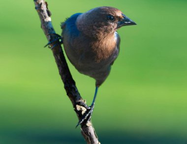 Kahverengi Hesed Cowbird bir ağaç dalına tünemiş..