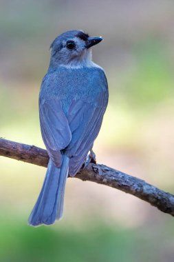 Tufted Titmouse Perched on a tree branch looking to the right.