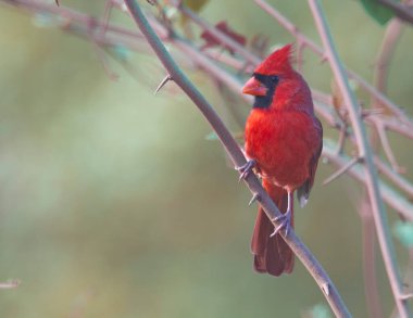 Erkek Kardinal ormandaki bir ağaç dalına tünemiş..