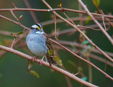 Bir dala tünemiş serçe doğruca ağaca bakıyor..