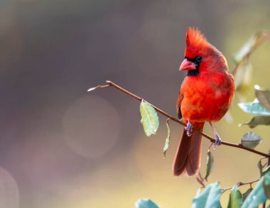 Erkek Kardinal ormandaki bir ağaç dalına tünemiş..
