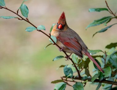 Dişi Kardinal Ormanda bir ağaç dalına tünemiş.