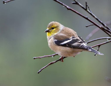 Altın Finch bir ağaç dalına tünemiş, sağa bakıyor..