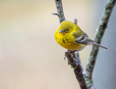 Altın Finch bir ağaç dalına tünemiş, sağa bakıyor..