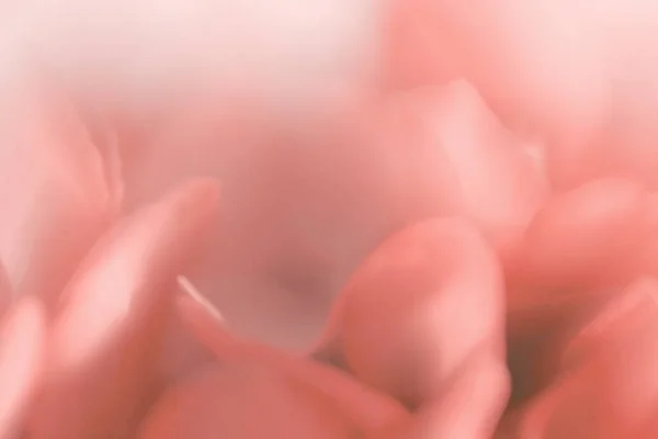 Размытый Дым Фоне Розово Красных Лепестков Цветов Soft Focus Pastel — стоковое фото