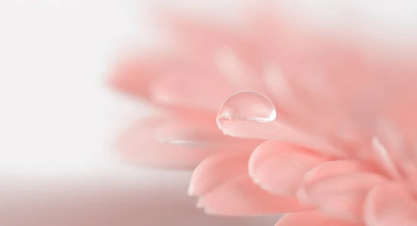 ソフトフォーカス水滴付きの花 自然の長い水平線の背景 — ストック写真