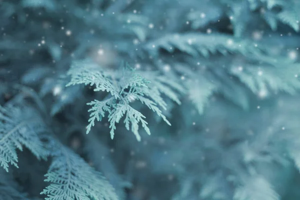 模糊的软焦点 冷杉枝和雪 大自然冬季背景 — 图库照片