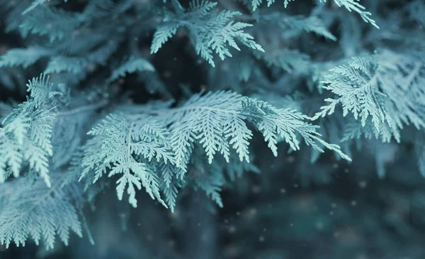 Weicher Fokus Verwischen Tannenzweig Und Schnee Natur Winter Horizontal Lang — Stockfoto