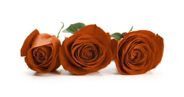 三朵白色背景的红褐色玫瑰花 — 图库照片