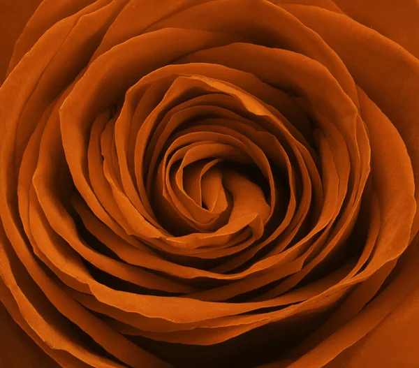 Gros Plan Tred Brun Rose Fleurs Fond — Photo