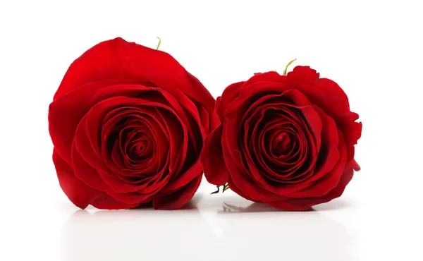 Två Närbild Röda Ros Blommor Vit Bakgrund — Stockfoto