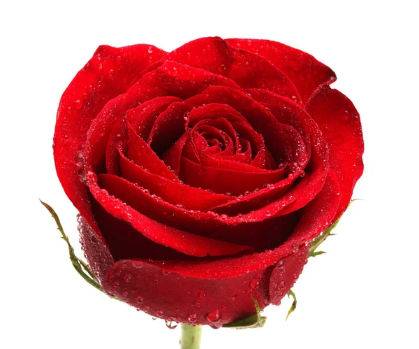 Nahaufnahme Rote Rose Blume Mit Wassertropfen Auf Weißem Hintergrund — Stockfoto