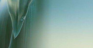 Doku grisi, mavi, bej yapraklı fotokopi alanı bulanık arkaplan. Seçici yumuşak odak