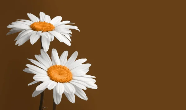 White Chamomile Bouquet Beige Brown Copy Space Horizontal Background — Stock Photo, Image