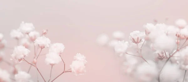 Rozmycie Ostrości Biały Cyganka Kwiat Rozmyciu Beżowy Różowy Poziome Długie — Zdjęcie stockowe