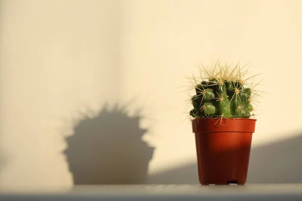 Cactus Succulent Plant Pot Shelf Light Shadows Minimalism Still Life — Stock Photo, Image