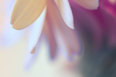 Soft focus blur yellow, violet flower petal. Nature light delicate background.