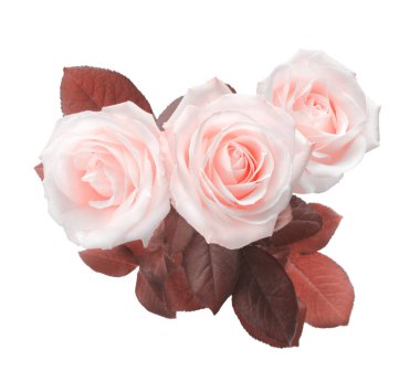 Beige pink rose flower bouquet on light background.