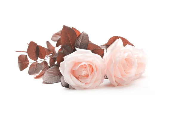 Beige Pink Rose Flower Bouquet Light Background — Fotografia de Stock