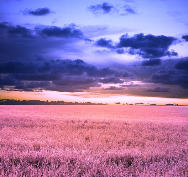 Abendlicher Sonnenuntergang Himmel Und Wiese Rosa Und Violette Farbe Natur — Stockfoto