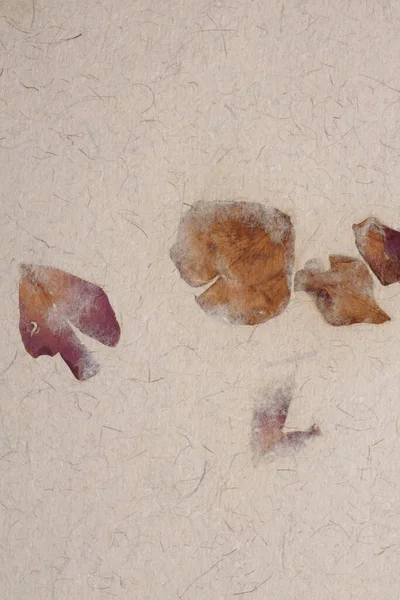 Scrapbook Beige Crumpled Old Craft Paper Blank Flower Petals Texture — Stock Photo, Image