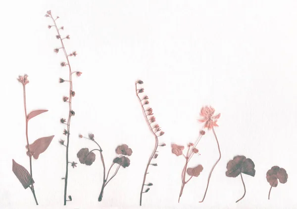 Dray Flower Trass Herbarium Tekstura Papierowego Dymu — Zdjęcie stockowe