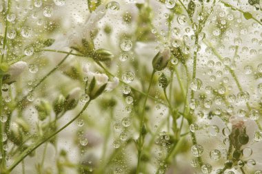 Soft focus pink flower bouquet through glass with water drops. Abstract Nature brur horizontal background.