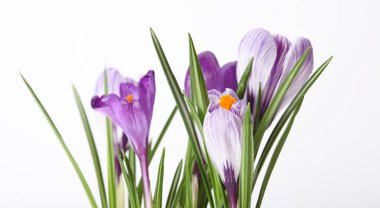 Hafif arkaplanda Violet Crocus kardelen çiçeği.