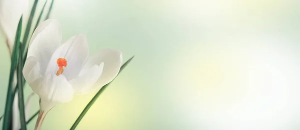 Bunga Crocus Putih Asap Pada Latar Belakang Panjang Horisontal Beige — Stok Foto