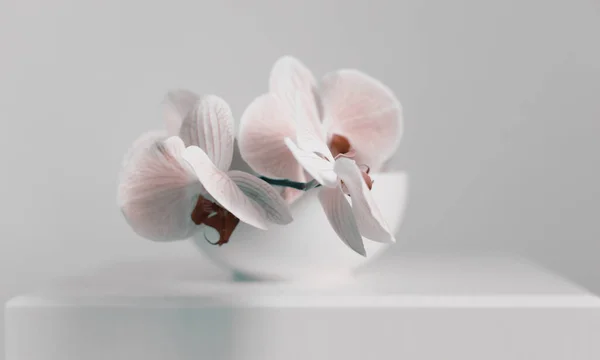 Smoke Pink Phalaenopsis Flor Orquídea Tigela Interior Cinza Foco Suave — Fotografia de Stock
