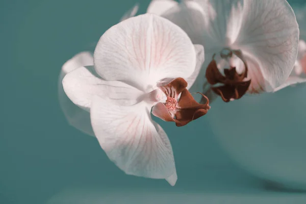 Smoke Pink Phalaenopsis Orchidea Virág Tálban Szürke Belső Szelektív Lágy — Stock Fotó
