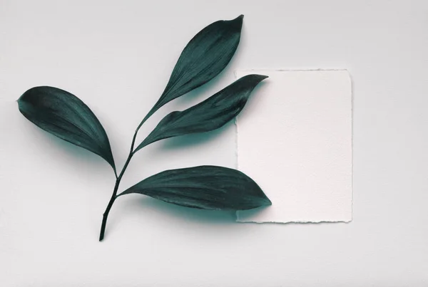 Empty Blank Texture Canvas Paper Card Copy Space Leaf Minimalism — Stock Photo, Image