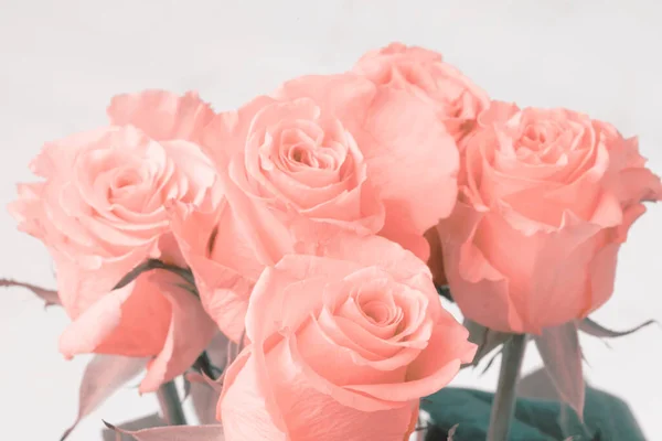 烟熏软花花束背景 米黄色粉红玫瑰 — 图库照片