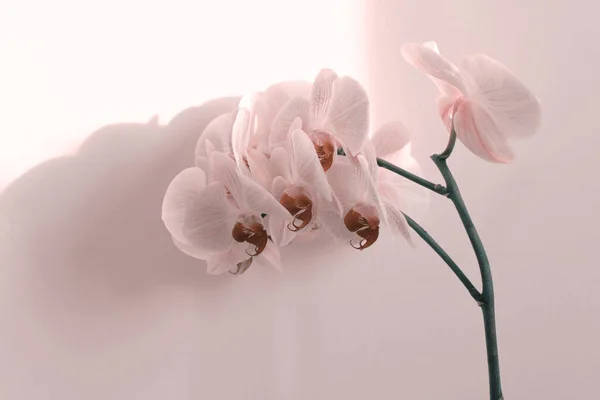 Kouř Pink Phalaenopsis Orchidej Zdi Interiéru Selektivní Měkké Zaměření Minimalistický — Stock fotografie