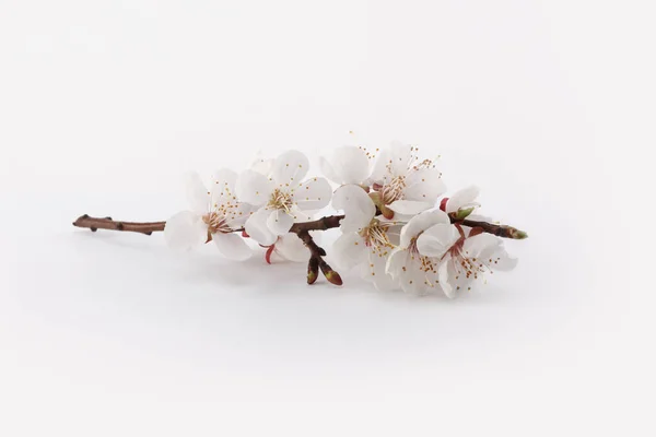 Virágzó Virág Ága Sárgabarack Fény Háttér Minimalista Csendélet — Stock Fotó