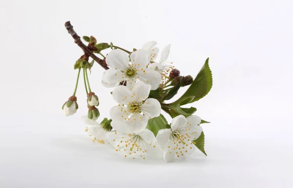 Kvetoucí Květinová Větev Jabloně Světlém Pozadí Minimalistická Zátiší — Stock fotografie