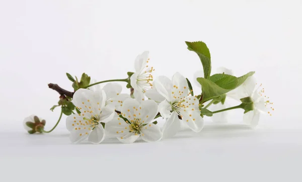 Floraison Branche Fleur Pommier Sur Fond Clair Nature Morte Minimaliste — Photo