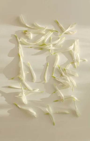 Üres Bézs Üres Textúra Vászon Papír Fehér Virágszirmokkal Fény Árnyékok — Stock Fotó