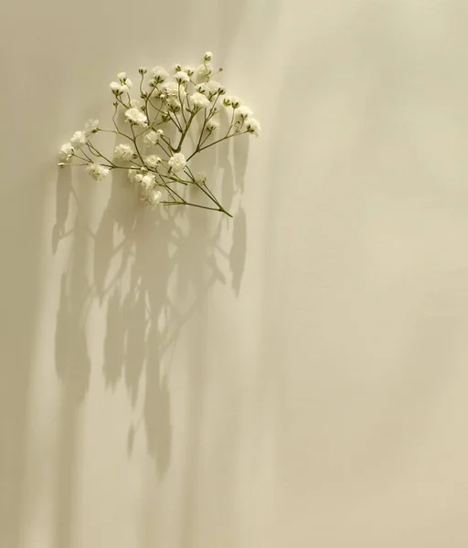 柔らかい焦点の花の小枝とコピースペースと空の空白のテクスチャキャンバス紙 光と影ミニマリズムスタイルテンプレート水平背景 — ストック写真