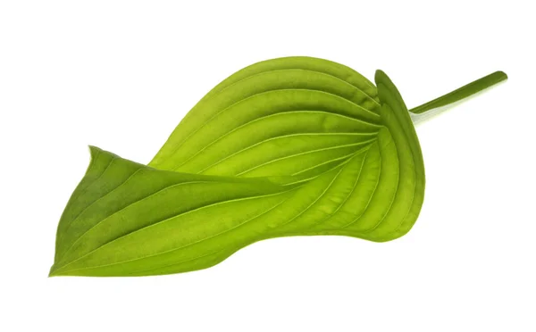 Close Green Leaf White — Stock Photo, Image