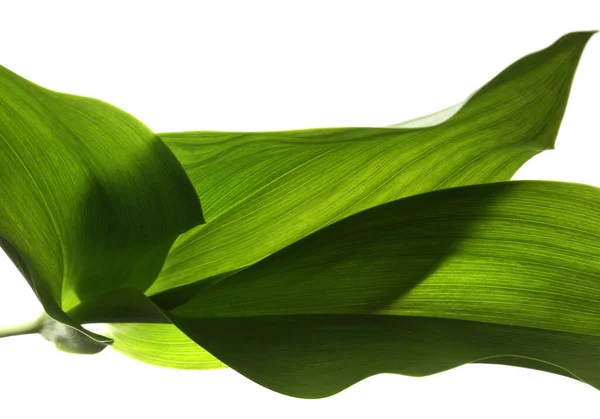 Close Grüne Blatt Auf Weiß — Stockfoto