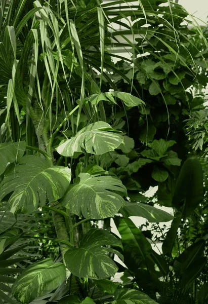 Forest Tropical Monstera Plants Nature Background Green Color — Stock Photo, Image