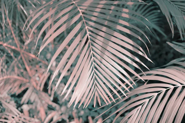 热带森林植物中的棕榈叶 自然灰 粉色背景 — 图库照片