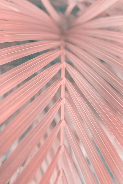 부드러운 초점은 야자나무 집중됩니다 자연의 베이지 분홍빛 — 스톡 사진