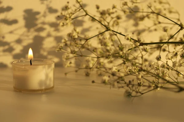 Yanan Mum Çiçek Dalı Yumuşak Odaklanma Akşam Işığı Gölge Arka — Stok fotoğraf