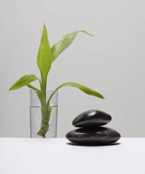 Czarny Kamień Zielony Liść Bambusa Minimalna Pusta Scena Prezentacji Produktu — Zdjęcie stockowe