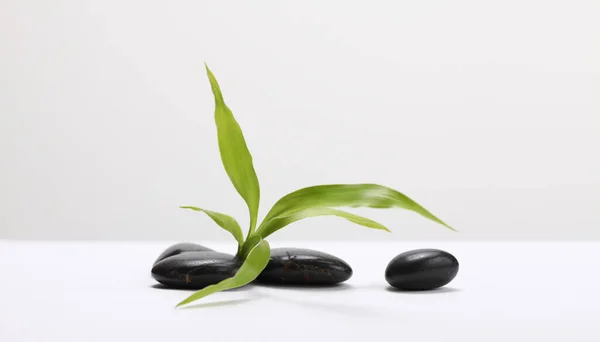 黒い石と緑の竹の葉 最小空のディスプレイ製品プレゼンテーションシーン — ストック写真