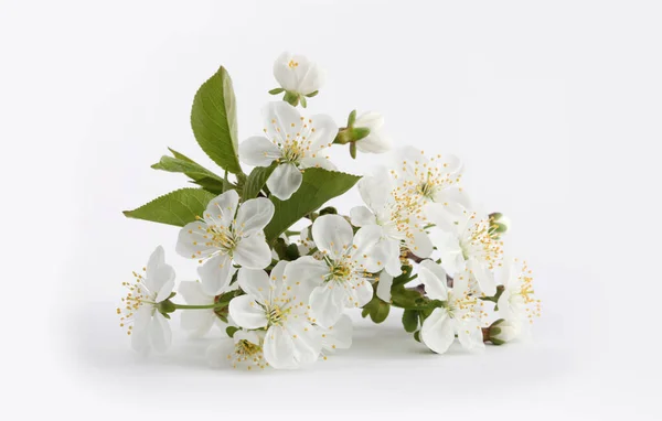 Kwitnąca Gałąź Kwiatowa Jabłoni Jasnym Tle Minimalistyczna Martwa Natura — Zdjęcie stockowe