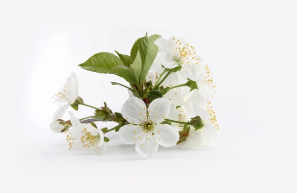 Ανθισμένο Κλαδί Λουλουδιών Της Μηλιάς Ανοιχτό Φόντο Μινιμαλιστική Νεκρή Φύση — Φωτογραφία Αρχείου