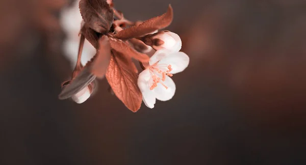 模糊柔和聚焦的自然横向背景 樱桃树开花枝 白花特写 — 图库照片